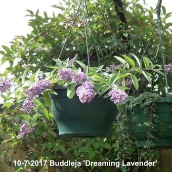 Buddleja 'Dreaming Lavender'