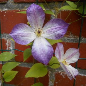 Clematis 'Pernille'