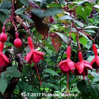 Fuchsia 'Marinka'