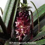 Eucomis 'Freckles' - Kuiflelie/Ananasplant