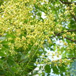 Koelreuteria paniculata - Zeepboom, Lampionboom, blaasjesboom