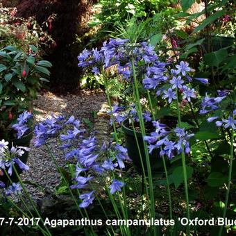 Agapanthus campanulatus 'Oxford Blue'