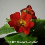 Mimulus 'Bonfire Red' - Maskerbloem - Mimulus 'Bonfire Red'
