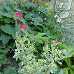 Salvia greggii 'Desert Blaze' - Salie