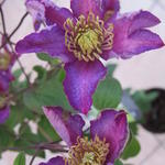 Clematis 'Exciting' - Bosrank