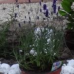 Lavandula officinalis - Lavendel