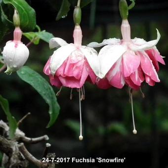 Fuchsia 'Snowfire'