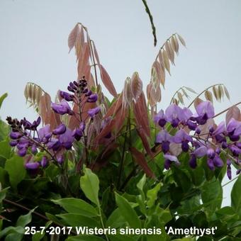 Wisteria sinensis 'Amethyst'