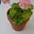 Pelargonium 'Elmsett'