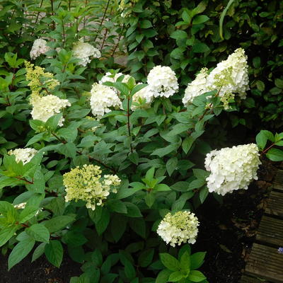 Hortensia - Hydrangea paniculata 'Vanille Fraise'