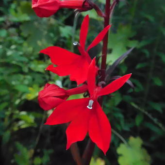 Lobelia cardinalis 'Queen Victoria'