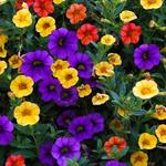 Calibrachoa Million Bells Series - Mini petunia