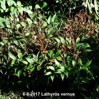 Lathyrus vernus