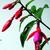 Fuchsia 'Bernisser Hardy'