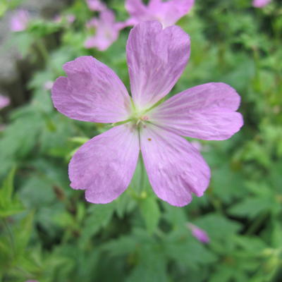 Ooievaarsbek - Geranium endressii