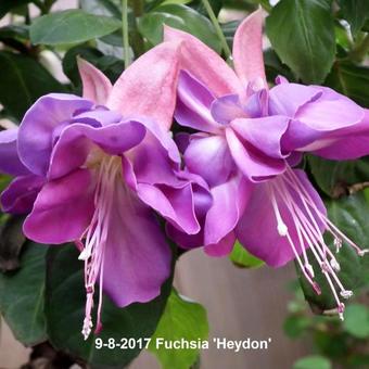 Fuchsia 'Heydon'