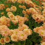 Chrysanthemum indicum 'Kleiner Bernstein' - Chrysant