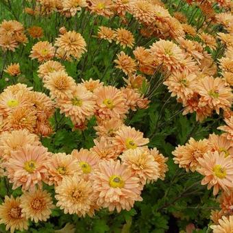 Chrysanthemum indicum 'Kleiner Bernstein'