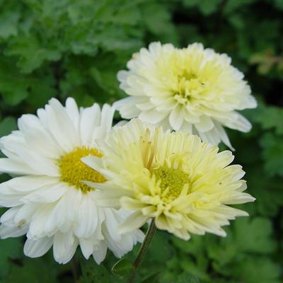 Chrysanthemum indicum 'Poesie' - Chrysant
