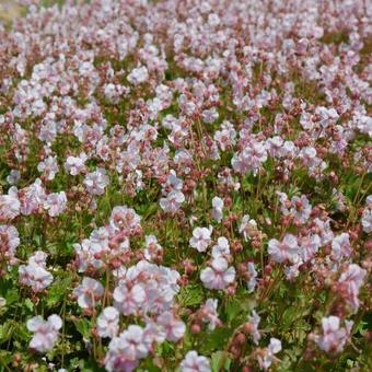 Geranium x cantabrigiense 'Biokovo'