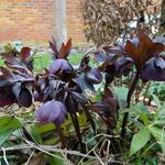 Helleborus orientalis 'Black' - Nieskruid