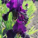 Iris germanica 'Licorice Stick' - Baardiris, zwaardiris