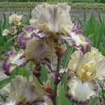 Iris germanica 'Ominous Stranger' - Baardiris, zwaardiris - Iris germanica 'Ominous Stranger'