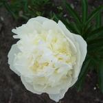 Pioen - Paeonia lactiflora 'Duchesse de Nemours'