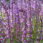 Salvia sylvestris (x) 'Serenade' - Veldsalie