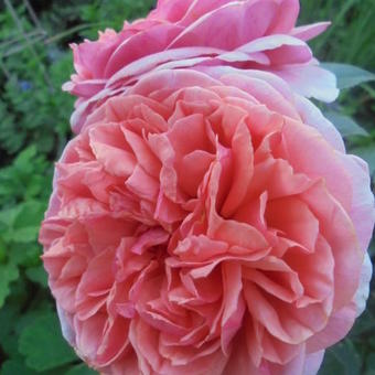 Rosa 'Chippendale'