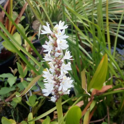 Moerashyacint, snoekkruid - Pontederia cordata 'White Pike'