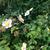 Anemone hupehensis 'September Charm'