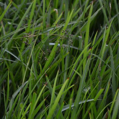 Zegge - Carex sylvatica