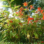 Begonia boliviensis 'Santa Cruz Sunset' - Begonia