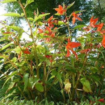 Begonia boliviensis 'Santa Cruz Sunset'