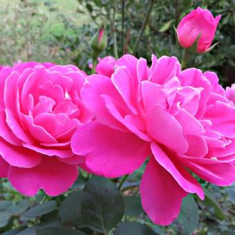 Rosa 'Pink Peace'