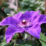 Clematis 'The President'  - Bosrank