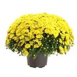 Chrysanthemum indicum - Chrysant - Bolchrysant