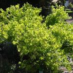 Acer palmatum 'Aoyagi' - Japanse esdoorn