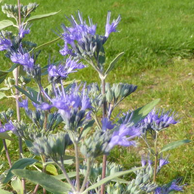 Blauwe spirea/Baardbloem - Caryopteris x clandonensis 'Heavenly Blue'