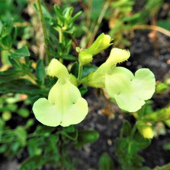 Salvia greggii 'Sungold'