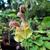 Salvia flava var. megalantha