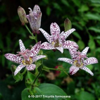 Tricyrtis formosana