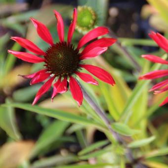Echinacea tennesseensis 'Dixie Scarlet'