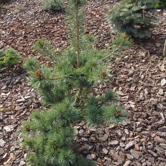 Pinus parviflora 'Fukuzumi'
