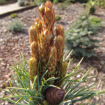 Pinus parviflora 'Fukuzumi'