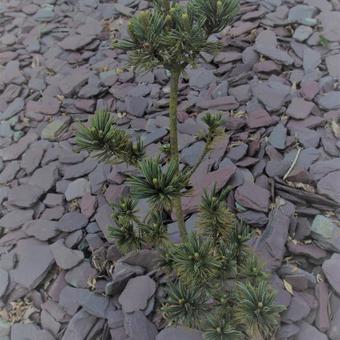 Pinus parviflora 'Beran'