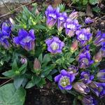 Gentiana scabra 'Blue Heart' - Herfstgentiaan, Japanse gentiaan