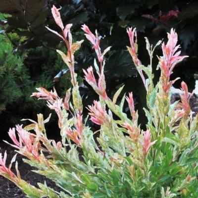 Salix integra 'Hakuro-nishiki' - Bonte Japanse wilg