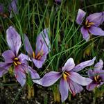 Crocus sativus - Krokus, saffraankrokus